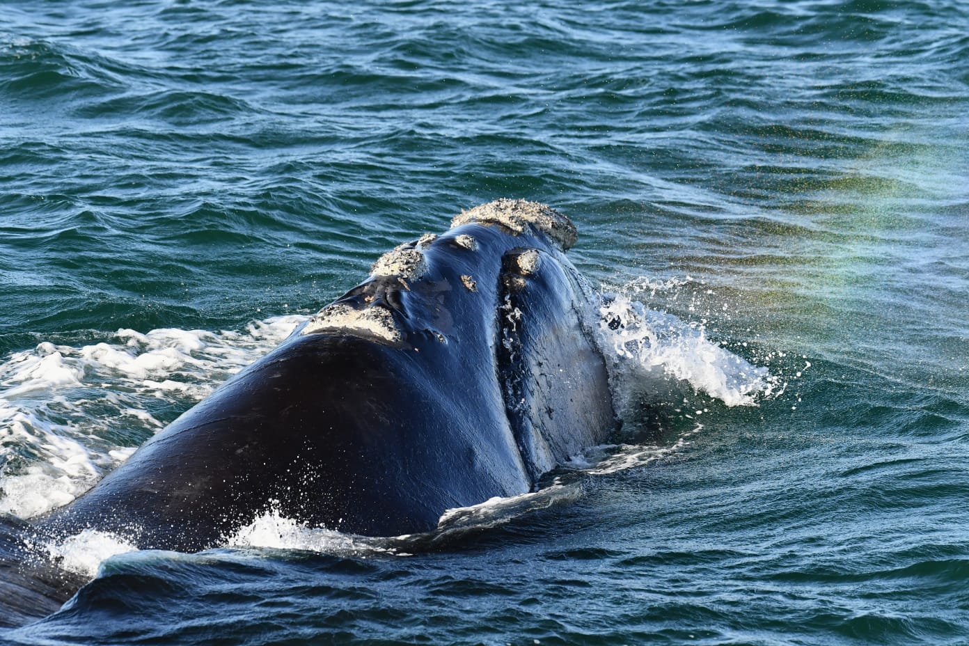 Whale watching 4